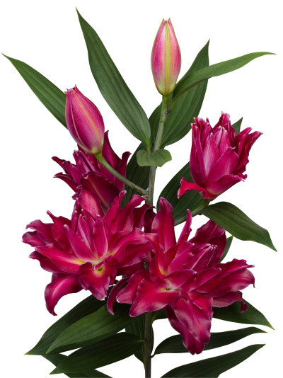 Amarna ®