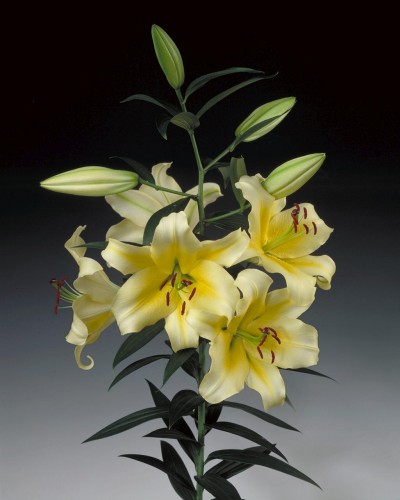 Conca d'Or ®