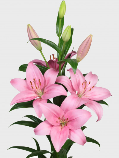 Corfinio ®