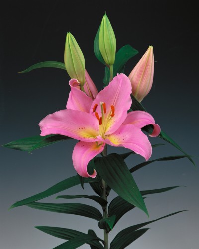 Fenice ®
