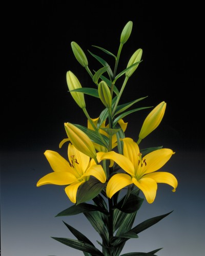 Pavia ® 