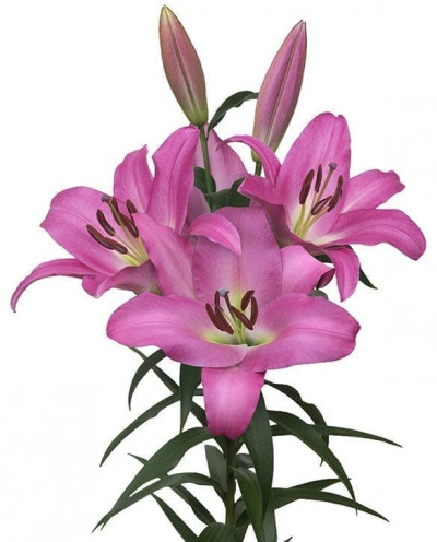 Romanza ®