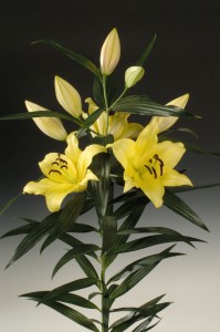 Belladonna ®