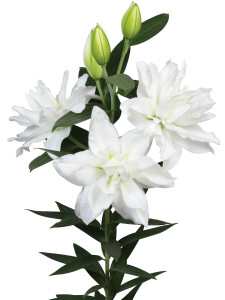 Cerro Blanco ®