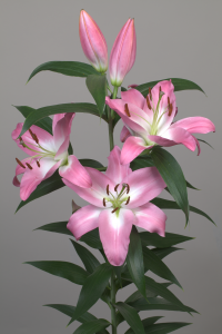 New Jersey®