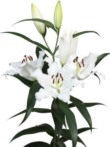 San Stefano ®